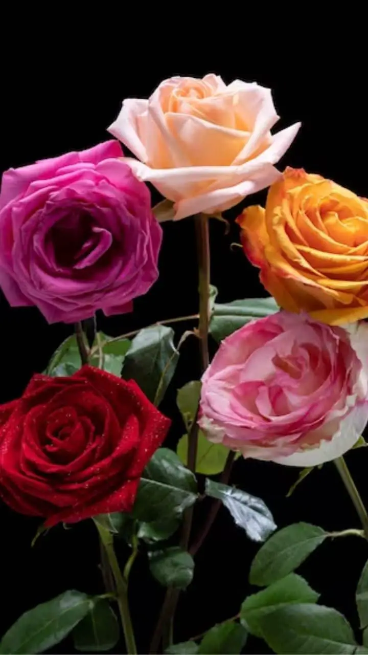 O significado das diferentes cores de rosas