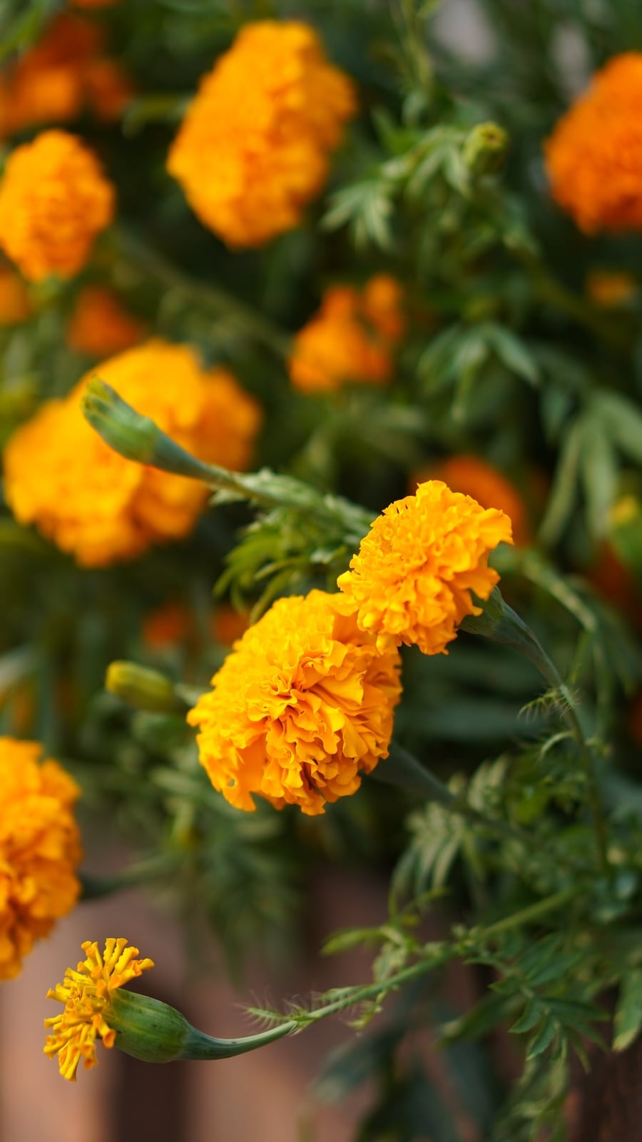 5 Popular Winter Flowers In India